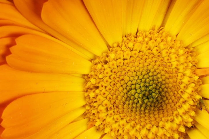 ACEITE DE CALÉNDULA ECOLÓGICO (Calendula Oil)