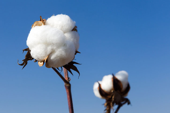EXTRACTO DE ALGODÓN DE ARABIA (Arabian Cotton)