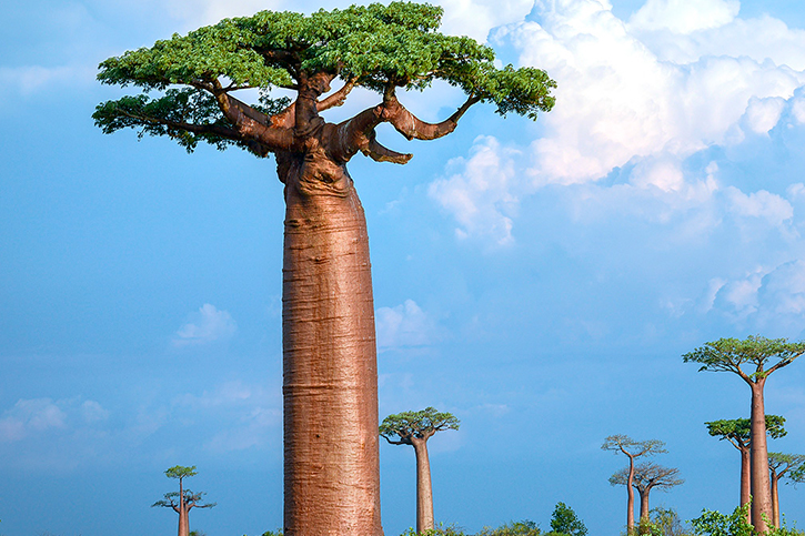 ACEITE DE BAOBAB ECOLÓGICO (Baobab Oil)