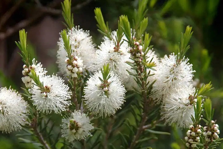 ACEITE ESENCIAL DE ÁRBOL DE TÉ (Tea tree essential oil)