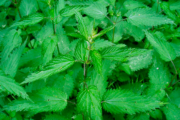 ORTIGA EN POLVO (Common Nettle powder)