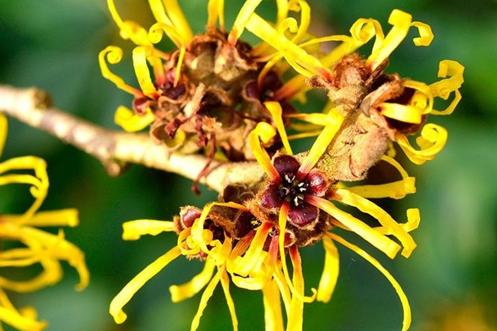 HIDROLATO DE HAMAMELIS (Hamamelis Hydrolate)